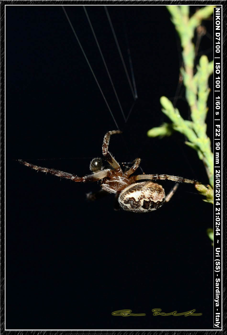 Larinioides sp. - bacino del Cuga (SS)